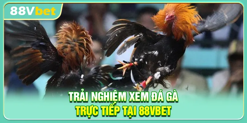 Trải nghiệm xem đá gà trực tiếp tại 88VBET
